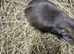 Guinea pigs for new homes ready to go now