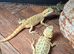 Baby bearded dragons