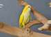 Baby Yellow Quaker,30