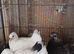 English fantail pigeons