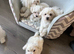 Maltipoo tea cup