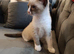 For sale Russian blue pointed mix kitten's