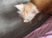 PEDIGREE MAINE COON KITTENS