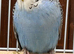 Baby Budgies.