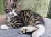 Bengal Main coon cross boy