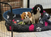 Cavalier King Charles puppies