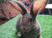 PURE BRED Continental Giant kits - Vaccinated - RESERVE