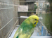 Hen budgie