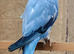 Breeding & pet Mutation Indian Ringneck Parrots