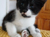 Boy kitten . Black /white.