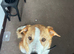 Welsh collie cross looking for a loving home