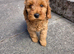 Cockapoo