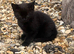 4 beautiful kittens