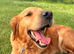 Red golden retriever kc registered