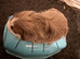 Female guinea pig available
