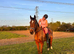 16.1 12 yr old gelding