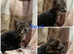Gorgeous litter of kittens