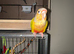 Pineapple Cheeked Conure