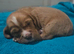 Cocker Spaniel Puppies
