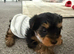 Yorkshire Puppys