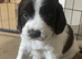 Gorgeous Sprocker Spaniel Puppies