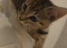 Gorgeous Tabby Male