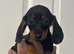 Miniature dachshund