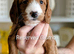 5week old outstanding full DNA tested Cockerpoo puppies