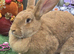 Orange Fawn , Continental Giant Doe