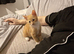Boy kitten