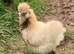 Quality Bearded Silkie Hatching Eggs