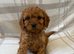 F1 cavapoo puppies fully vet health checked