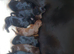 Lovely Euro Doberman pups