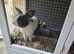Dutch cross old english gorgeous blue/white with blue eyes