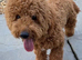 F1 B cavapoo puppies