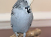Grey male crested English budgie