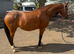 Cash – 16.3hh | 14-year-old Warmblood x Irish Mare