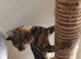 Bengal male kitten