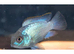 Electric Blue Acara fish