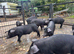 Large black x Weaners