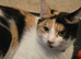 4 year old cat
