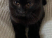 Beautiful kitten boy mix British short hair and black and white cat
