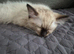 Ragdoll kitten, girl