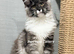 TICA registered Maine coon kittens READY NOW