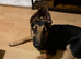 German Shepherd cross Belgian Shepherd