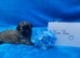 Gorgeous small F1 Malshi puppies (Maltese x Shihue