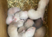 Ferrets