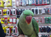 Alexandrine Parrot