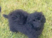 Stunning Jet black Toy poodle full