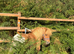 32” cream dun and white registered mare